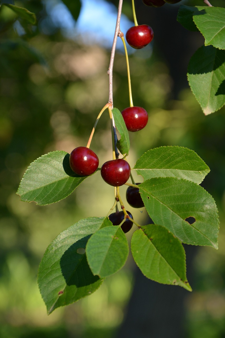 fresh, beautiful wallpaper, fruit, healthy eating, macro, red, garden, nature, beautiful, food, fruit garden, vitamin, close up, fruits, summer, color image, sour, delicious, background, nutrition, healthy food, healthy lifestyle, iphone wallpaper